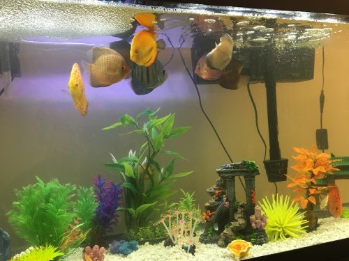 Discus Icons Collection: The Most Classic Discus of All Time, 9x photo review