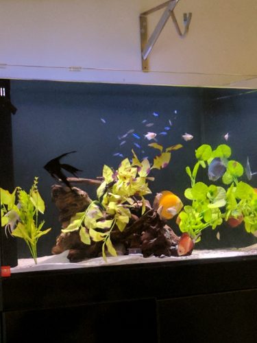 Albino Millennium Gold Discus, Solid photo review