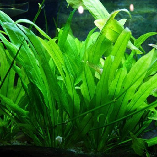 echinodorus grisebachii goldfish