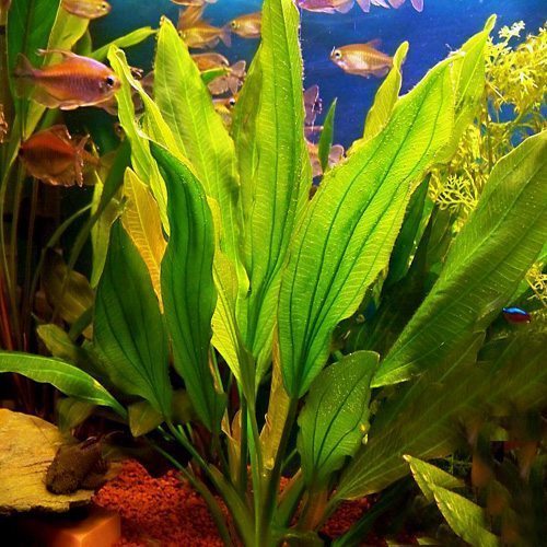 Melon Sword Echinodorus Osiris Potted | Discus.com