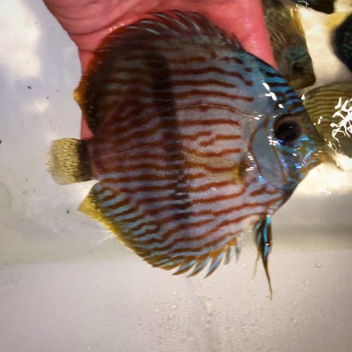 Wild Half Moon Heckel Discus photo review