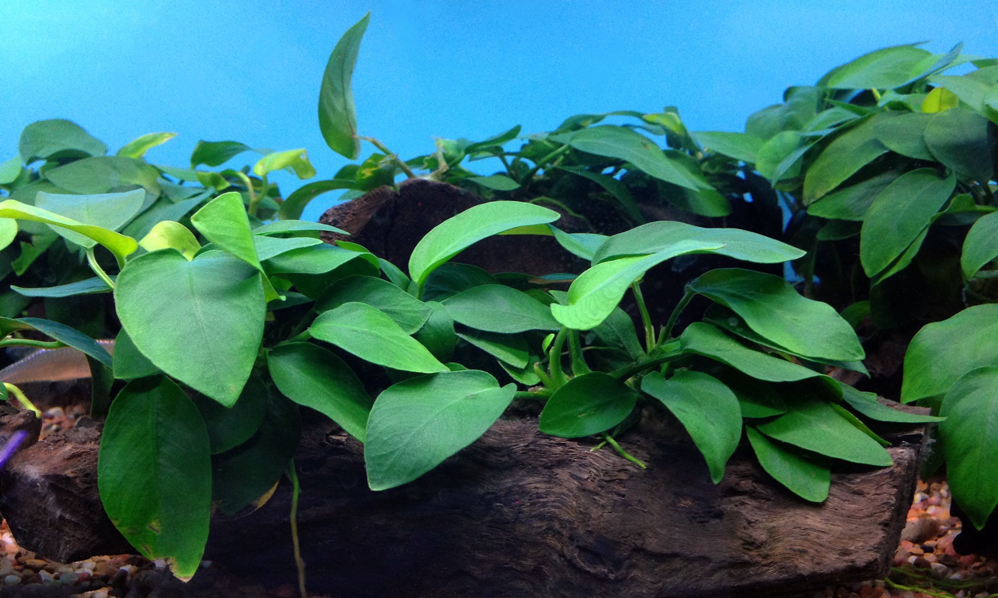 Anubias