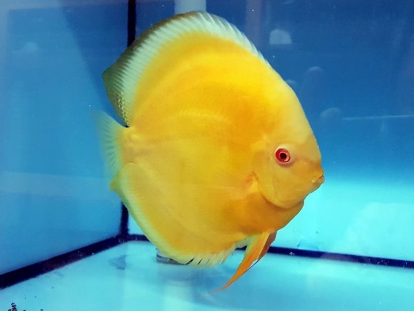 discus freshwater fish for sale