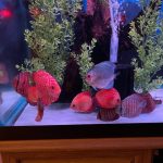 Blue Mercury Discus photo review