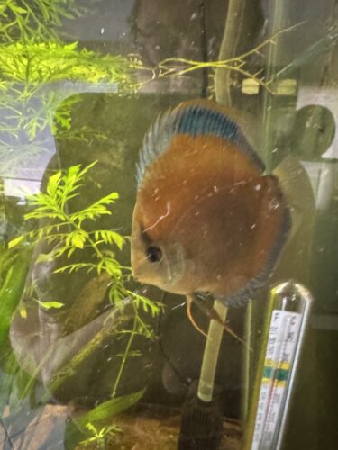 Click to view full screen Wild-Caught Brown Red Jacarecappa Discus photo review