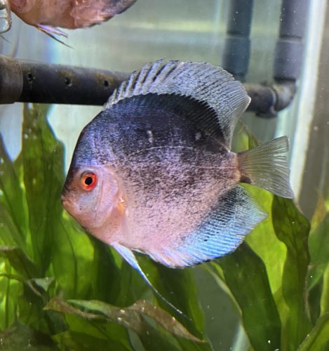 Blue Mercury Discus photo review