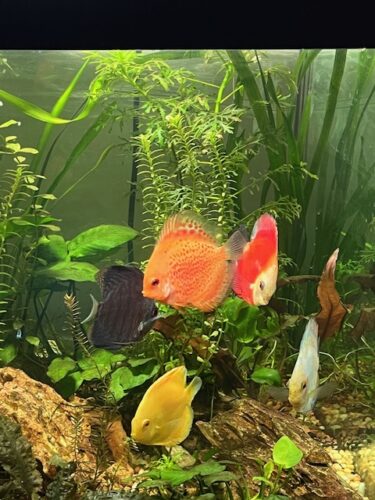 Orange Snow Leopard Discus photo review