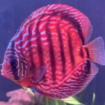 German Red Turquoise Discus, Red Base photo review