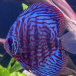 German Red Turquoise Discus, Red Base photo review