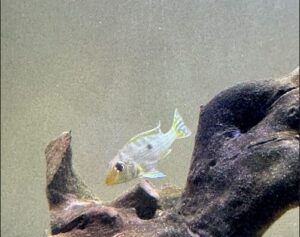 Geophagus Eartheater Cichlid photo review