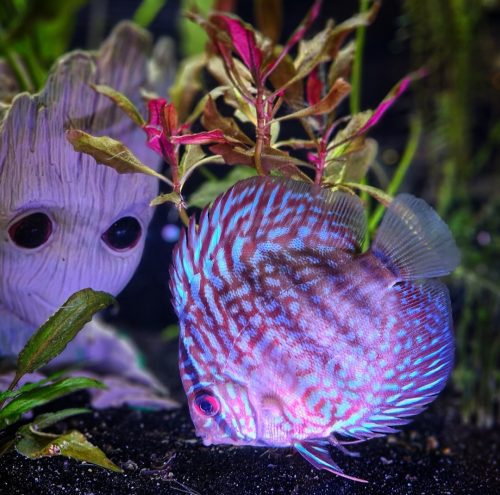 Galaxy Turquoise Discus photo review