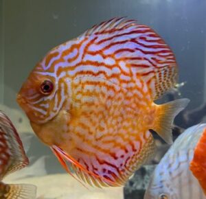 German Red Turquoise Discus, Red Base photo review