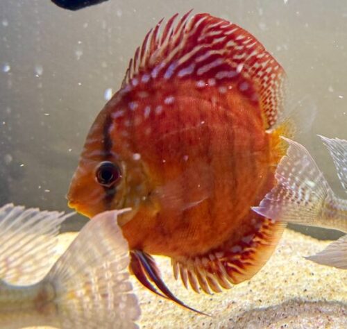 Click to view full screen Wild Super Red Cuipeua Discus photo review