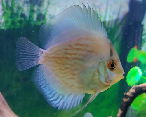 Reflection D Cross Discus, Silver Base photo review