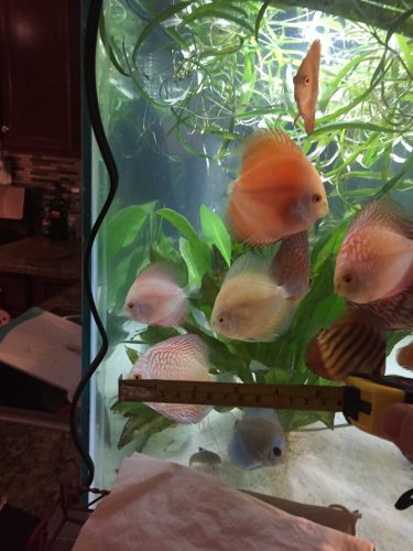 Albino Snakeskin Discus photo review