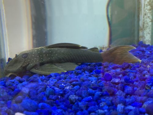 Super Red Bushynose Plecostomus photo review