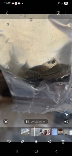 Sterbai Cory Corydoras 4 pack photo review