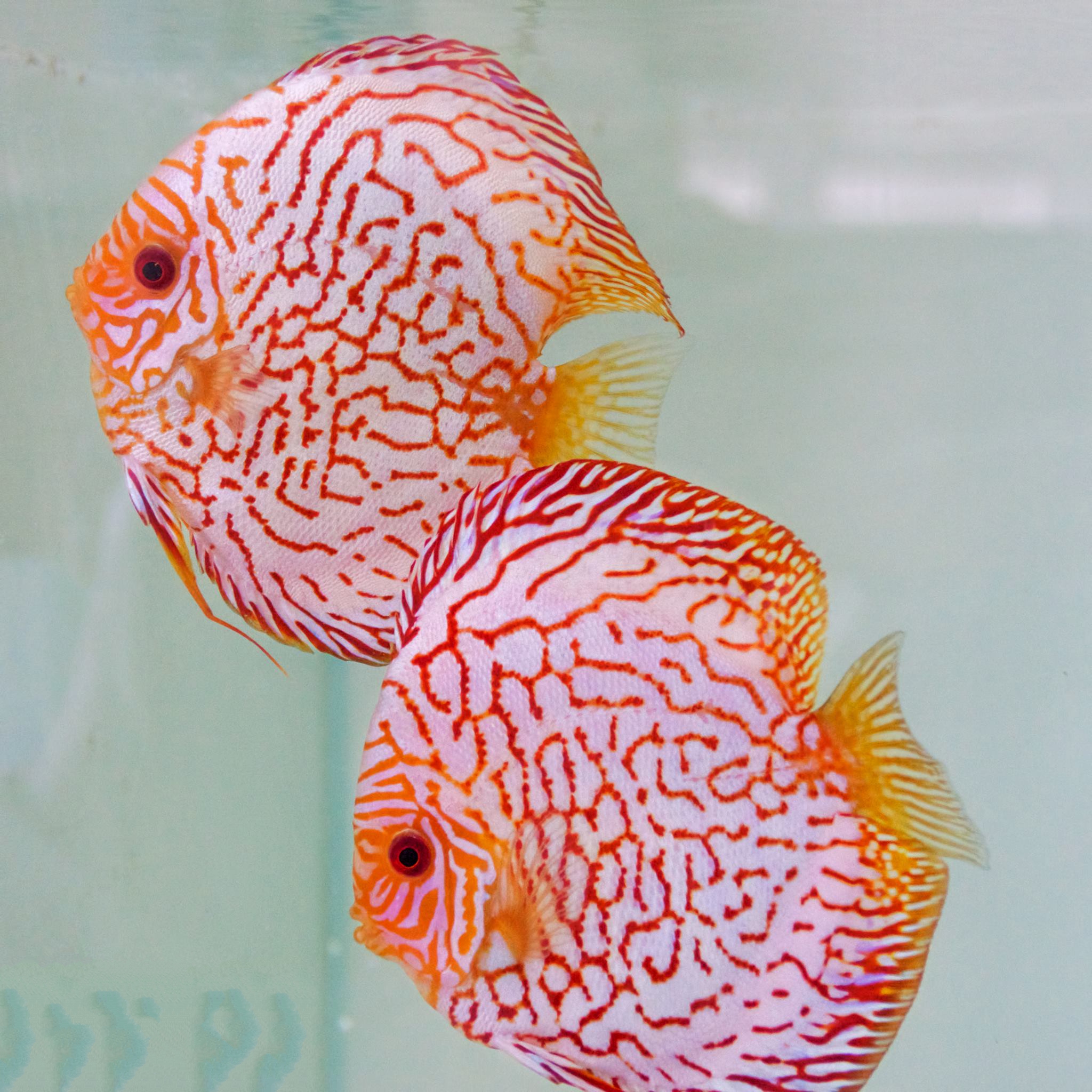 Red Eagle Discus, Wide Pattern, Proven Breeding Pair - Image 2