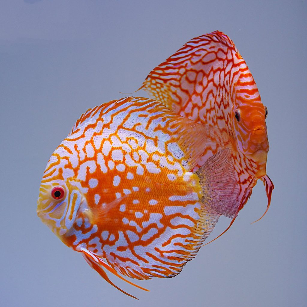 Orange Checkerboard Pigeon Discus, Proven Breeding Pair