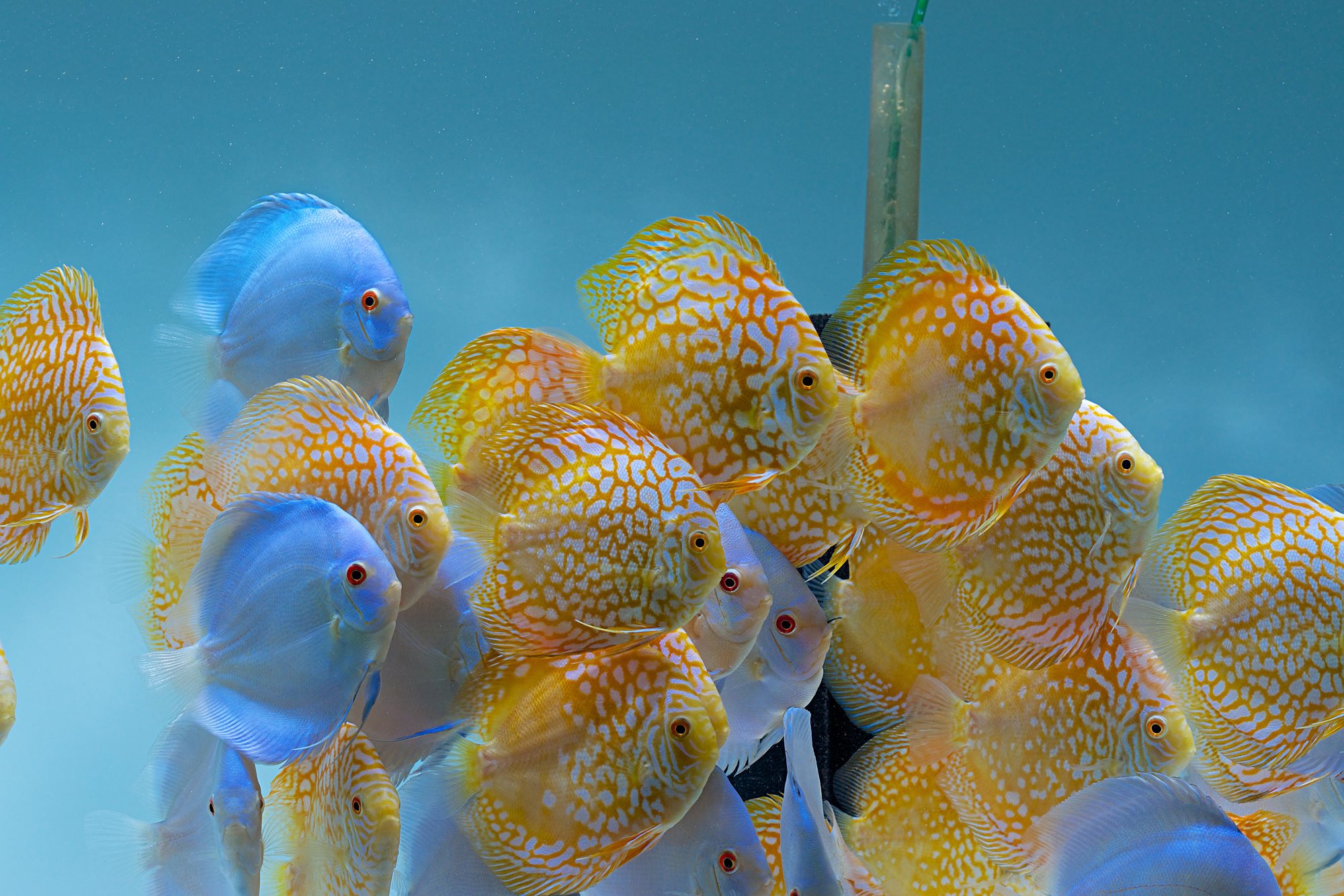 Golden Pearl Pigeon Snakeskin Discus - Image 3