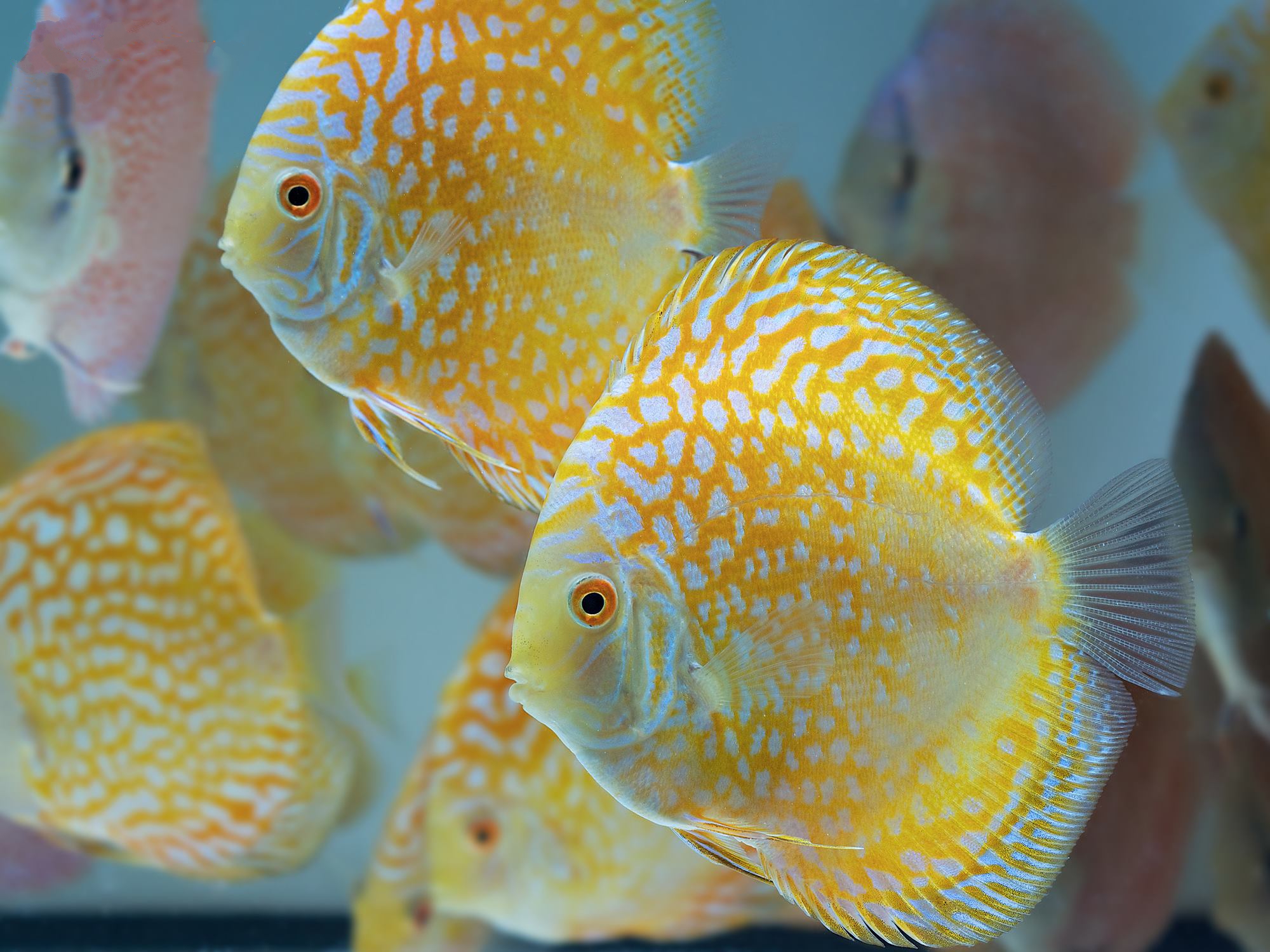 Golden Pearl Pigeon Snakeskin Discus - Image 2