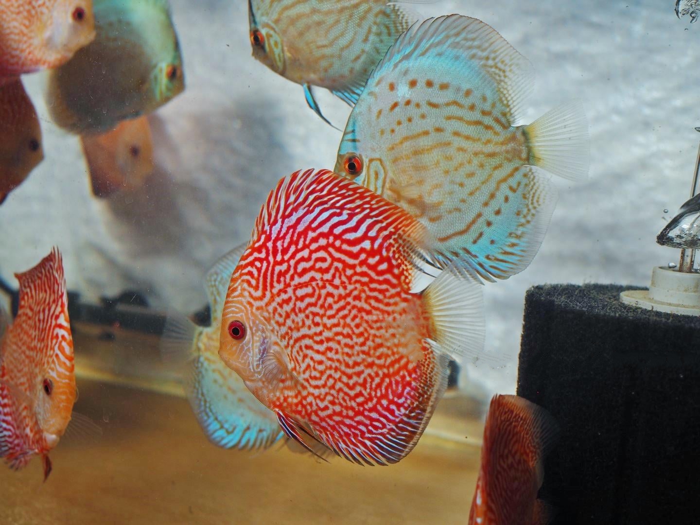 Albino Snakeskin Discus - Image 5