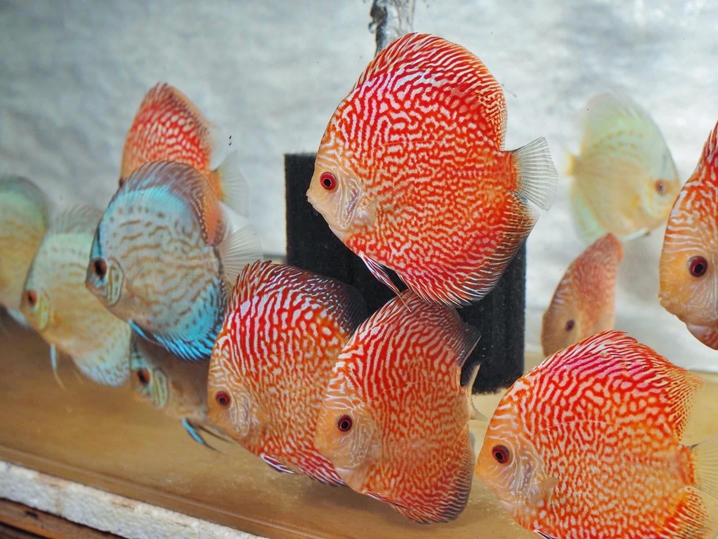 Albino Snakeskin Discus - Image 4