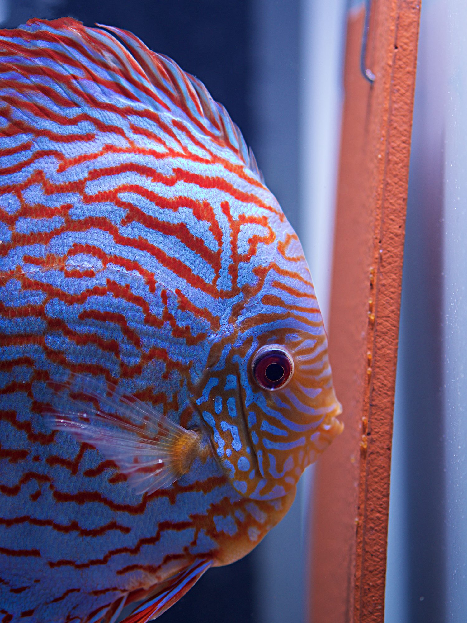 Brilliant Blue Turquoise, Proven Breeding Pair - Image 2