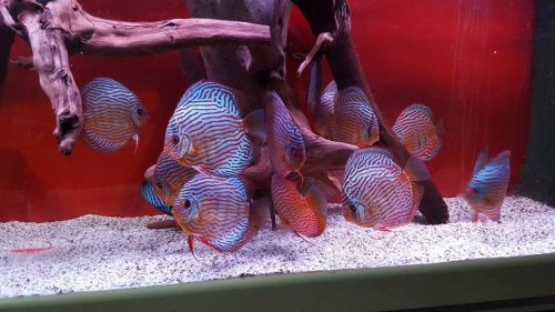 German Red Turquoise Discus, Blue Base photo review