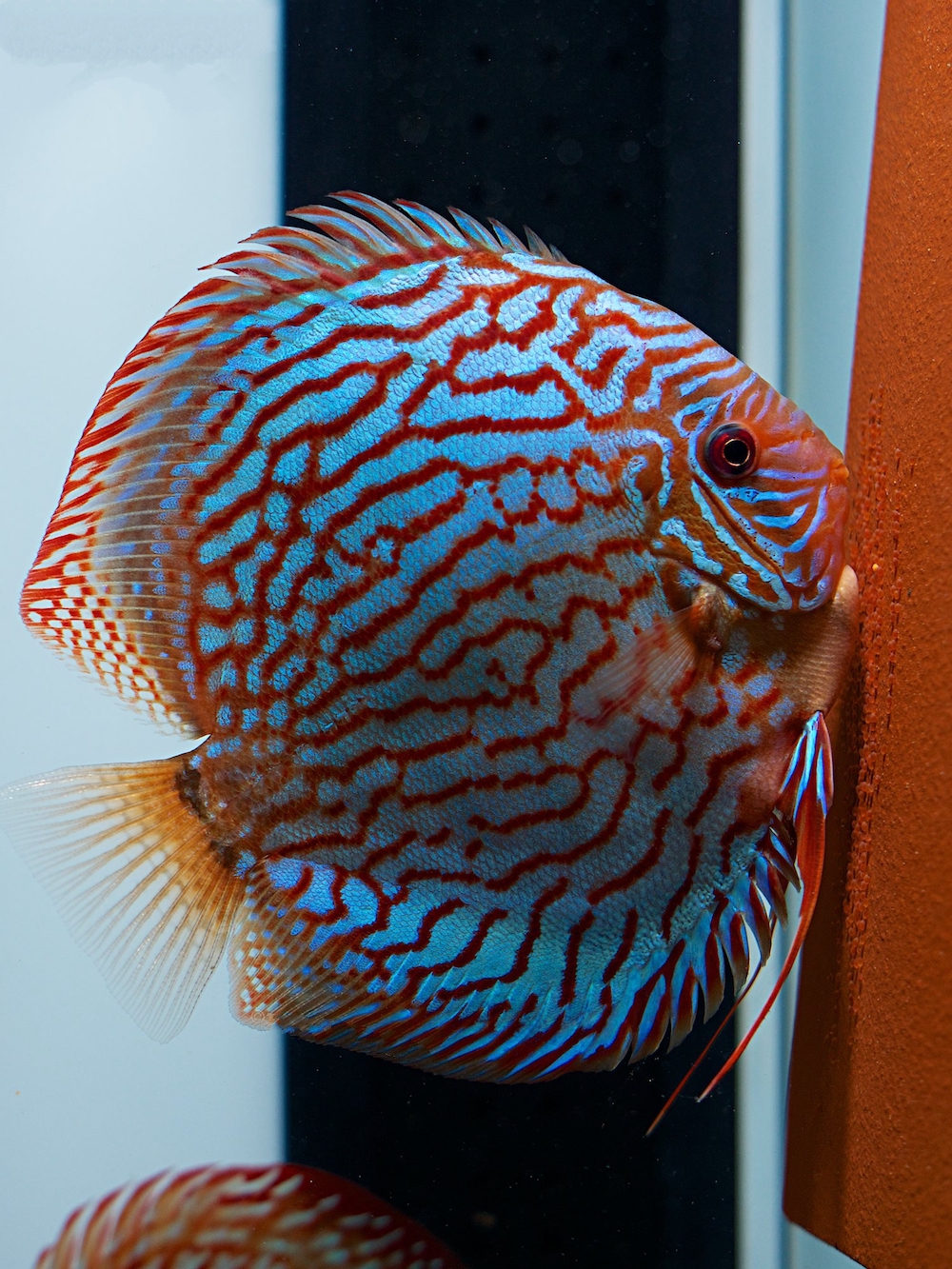 German Red Turquoise Discus, Proven Breeding Pair - Image 2