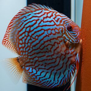 Classic Deep Blue Diamond Discus - Discus.com