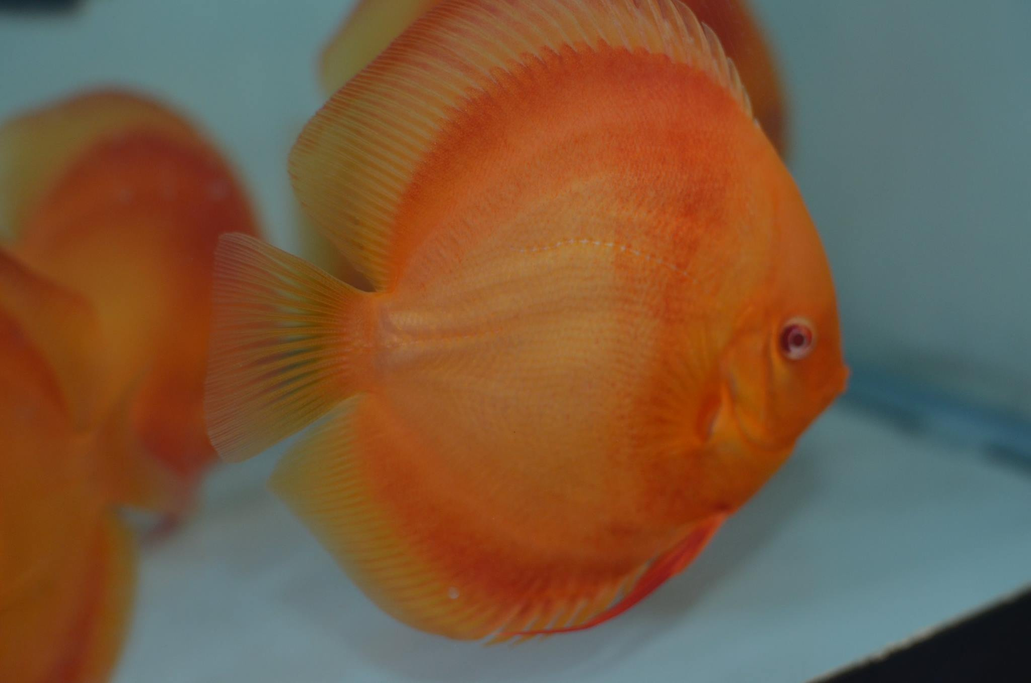 Albino Red Diamond Discus - Image 3