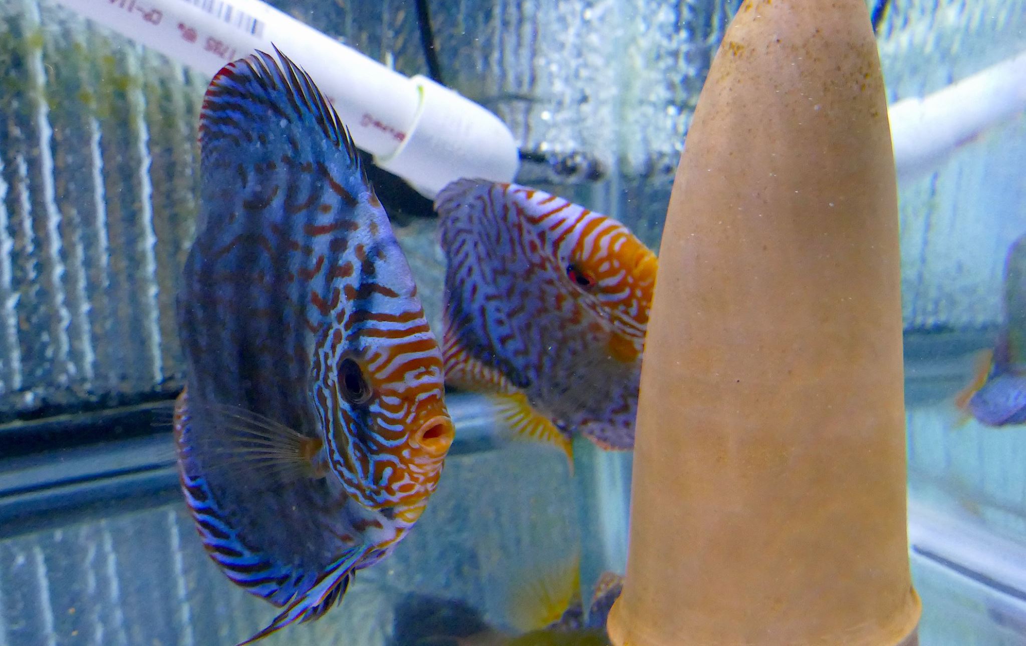 German Red Turquoise Discus, Proven Breeding Pair - Image 5