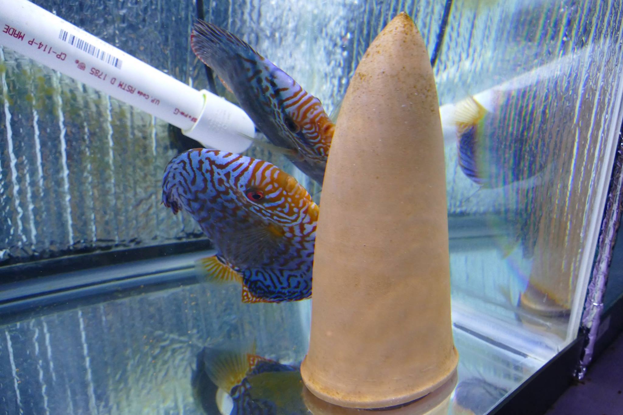 German Red Turquoise Discus, Proven Breeding Pair - Image 6