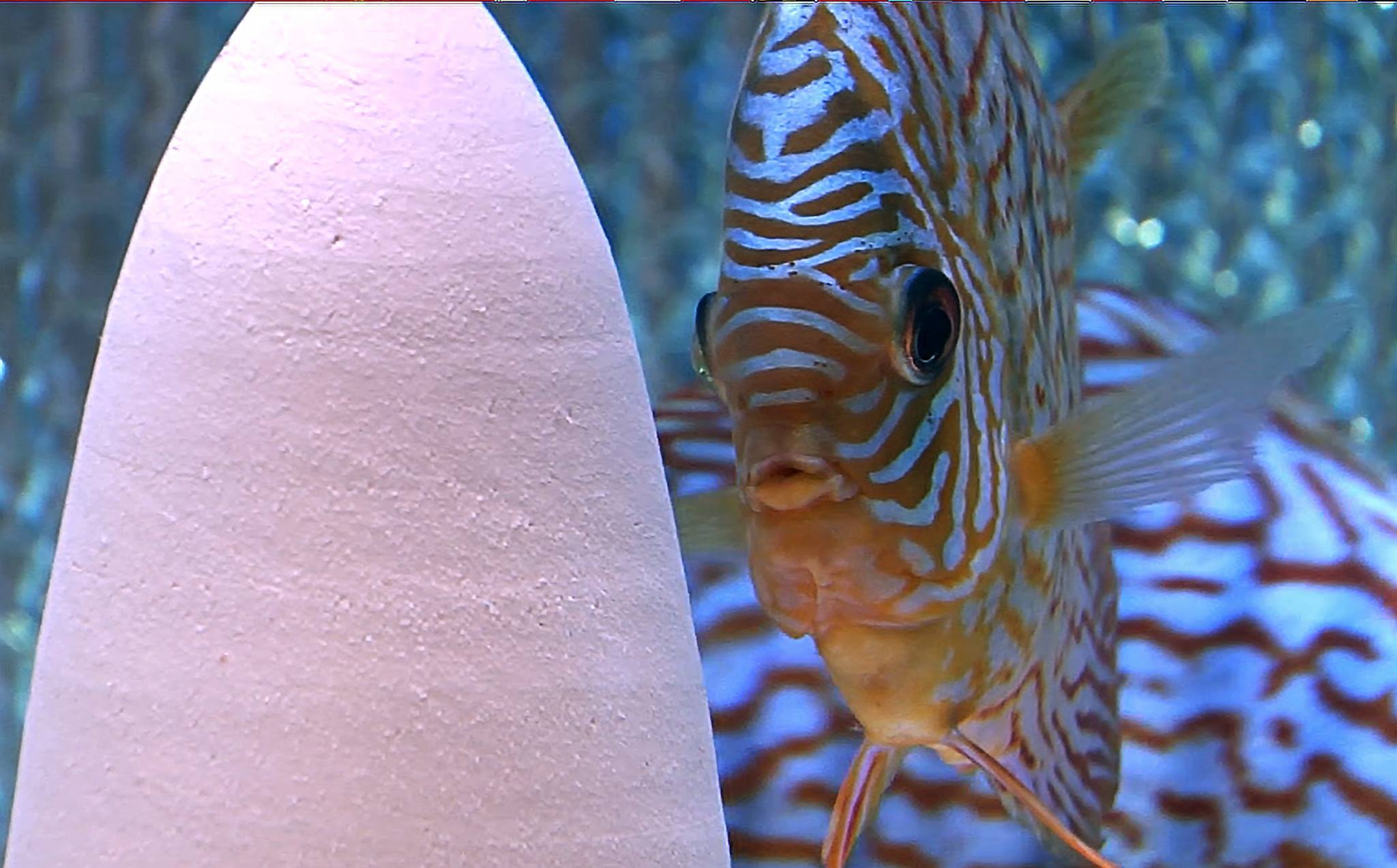 German Red Turquoise Discus, Proven Breeding Pair - Image 4