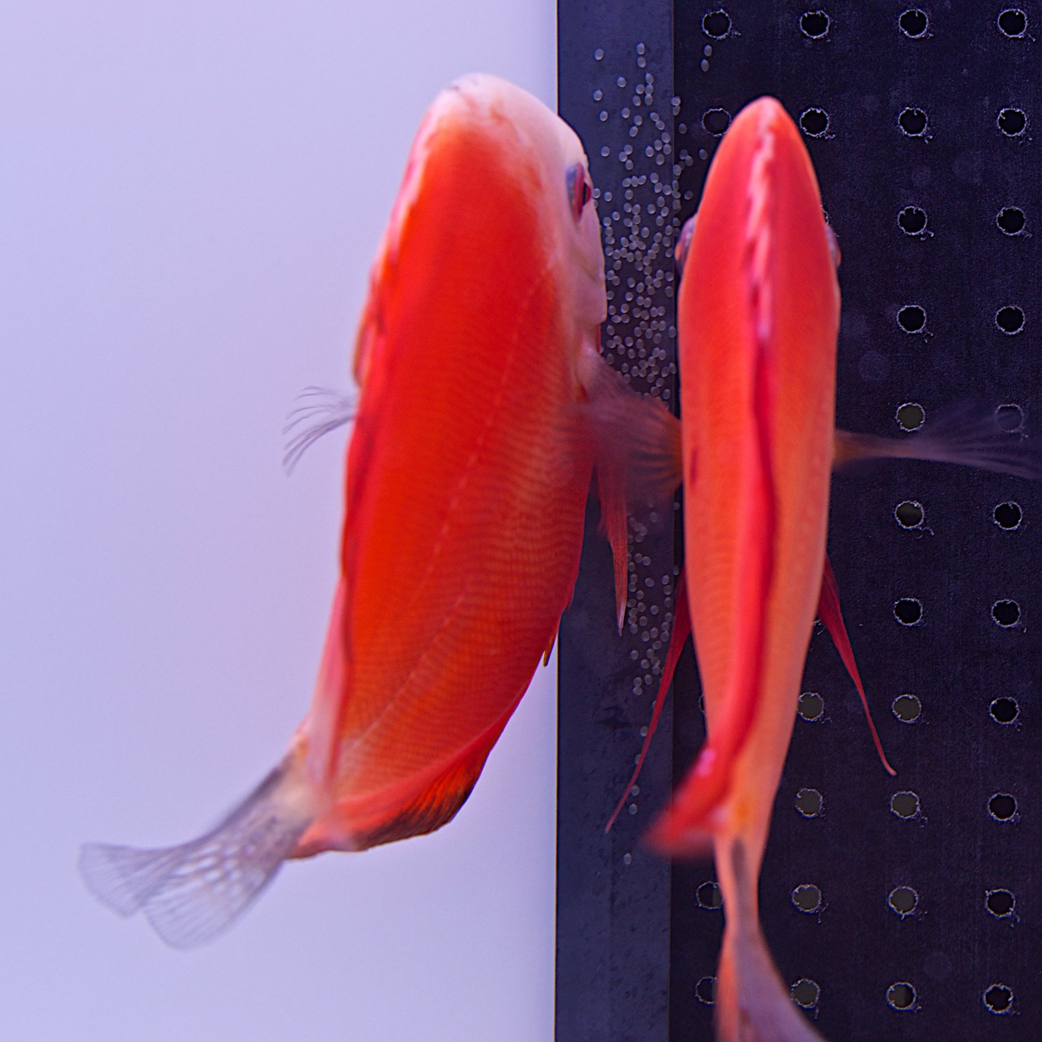 Valentine Discus, Proven Breeding Pair - Image 3