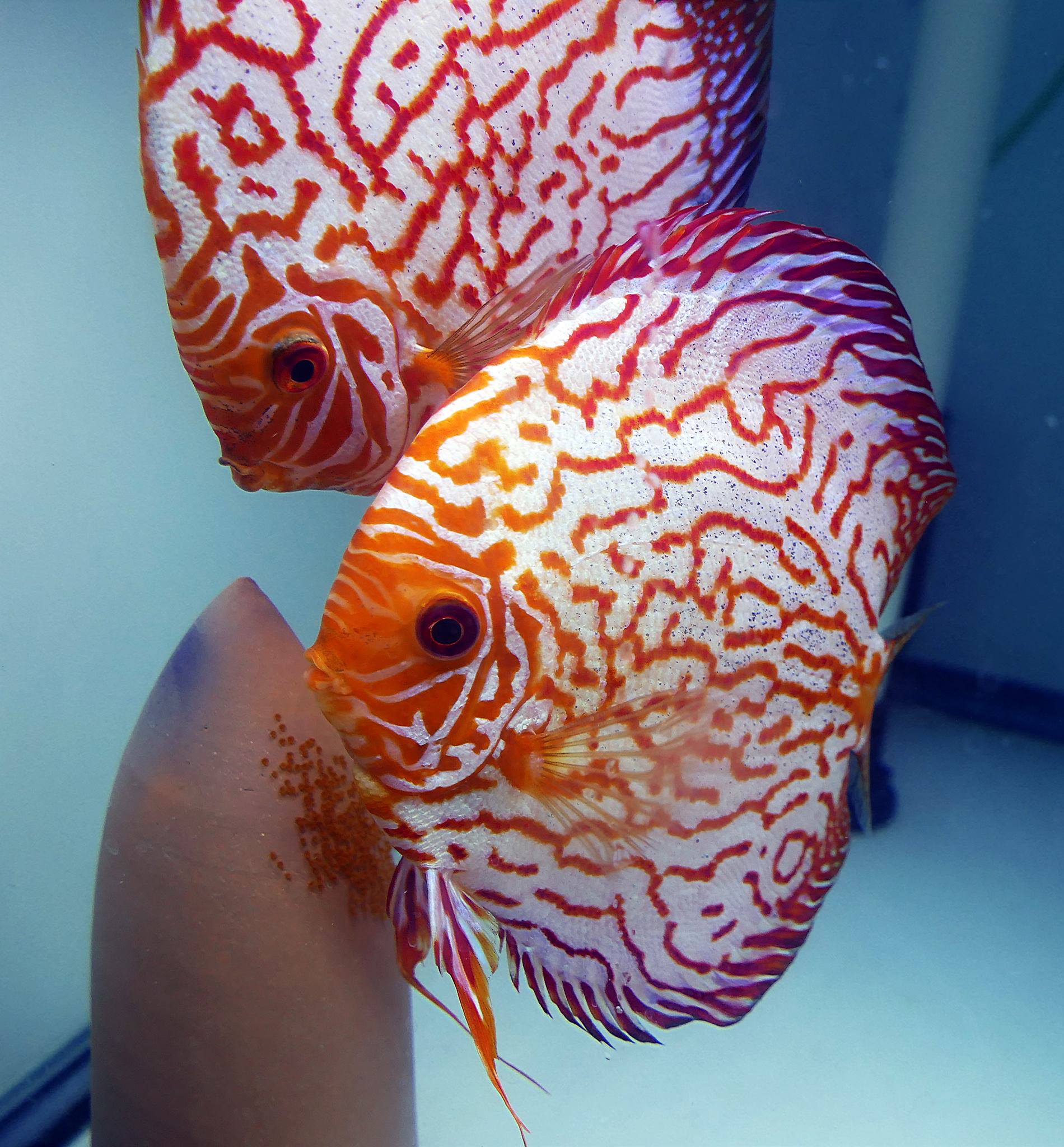 Orange Checkerboard Pigeon Discus, Proven Breeding Pair - Image 5