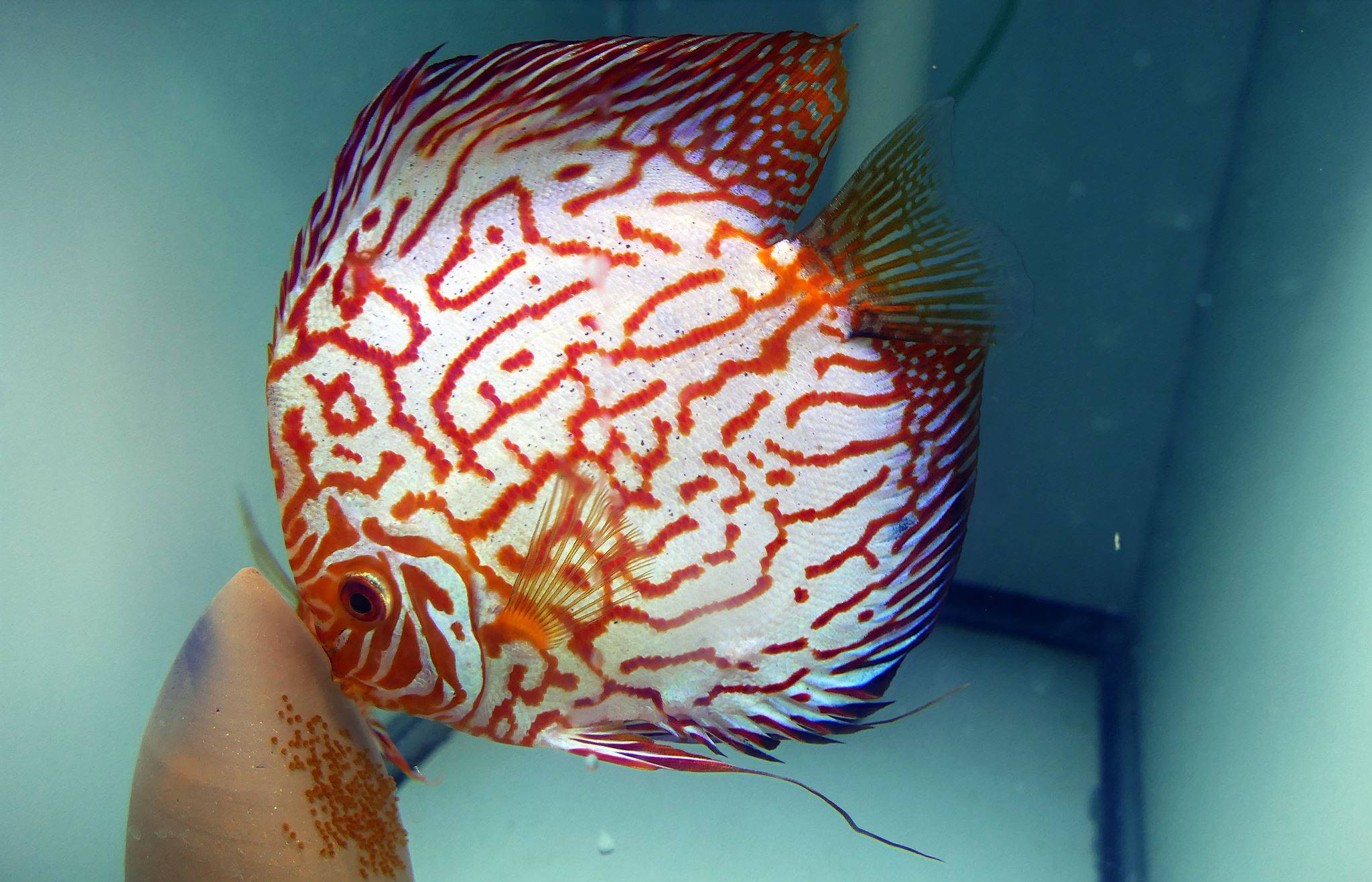 Orange Checkerboard Pigeon Discus, Proven Breeding Pair - Image 6