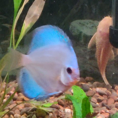 High Bodied Blue Diamond Discus With Deep Blue Gene photo review