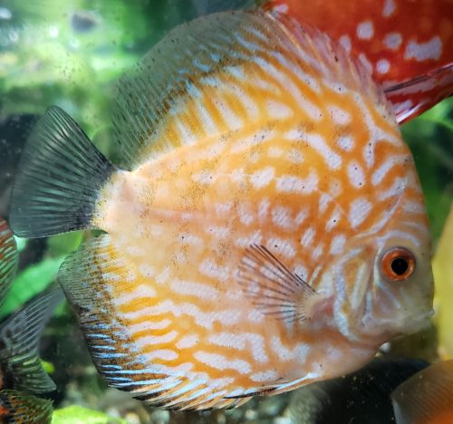 Golden Pearl Pigeon Snakeskin Discus photo review