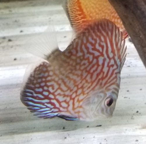 Brilliant Blue Turquoise Discus, Green Base photo review