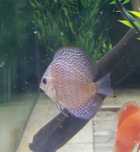 Super Eruption Discus, Blue Base photo review