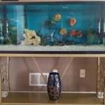 Golden Pearl Pigeon Snakeskin Discus photo review