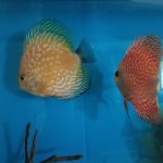 Golden Pearl Pigeon Snakeskin Discus photo review