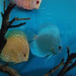 Golden Pearl Pigeon Snakeskin Discus photo review