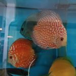 Golden Pearl Pigeon Snakeskin Discus photo review
