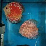 Golden Pearl Pigeon Snakeskin Discus photo review