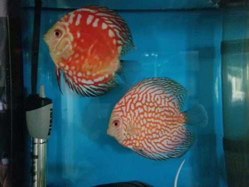 Golden Pearl Pigeon Snakeskin Discus photo review