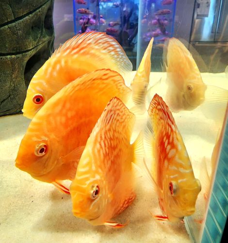 Albino Rafflesia Discus photo review