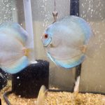 Blue Diamond Discus, Proven Breeding Pair photo review